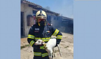 Ρουμάνος πυροσβέστης έσωσε μικρό πρόβατο από τη φωτιά στο Σχηματάρι