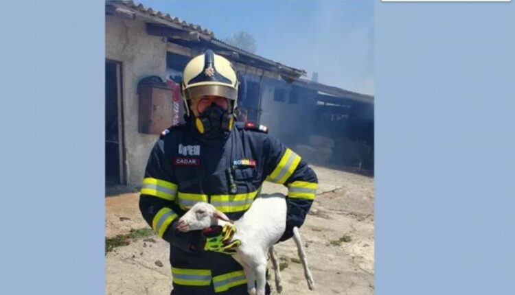 Ρουμάνος πυροσβέστης έσωσε μικρό πρόβατο από τη φωτιά στο Σχηματάρι