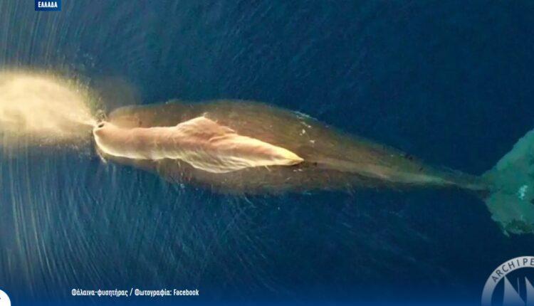 Σοκ: Φάλαινα-φυσητήρας εμφανίστηκε στο Αιγαίο!