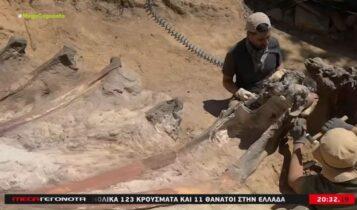 Πορτογαλία: Σε αυλή σπιτιού ανακαλύφθηκε ο μεγαλύτερος δεινόσαυρος στην Ευρώπη (VIDEO)