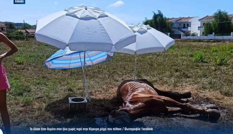 ΝΤΡΟΠΗ: Απάνθρωπη κακοποίηση ζώου στην Κέρκυρα: Άφησαν άλογο χωρίς τροφή και νερό κάτω από τον ήλιο και πέθανε!