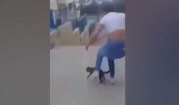Κρήτη: Περιστατικό κακοποίησης γάτα από ανήλικες (VIDEO)