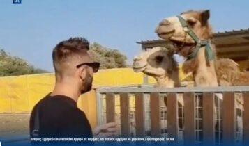 Τρέλα: Κύπριος ερμηνεύει Κωνσταντίνο Αργυρό σε καμήλες και εκείνες αρχίζουν να χορεύουν (VIDEO)