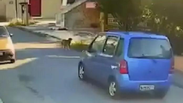 Θεσσαλονίκη: Ταυτοποιήθηκε η οδηγός που παρέσυρε σκύλο και τον εγκατέλειψε (VIDEO)