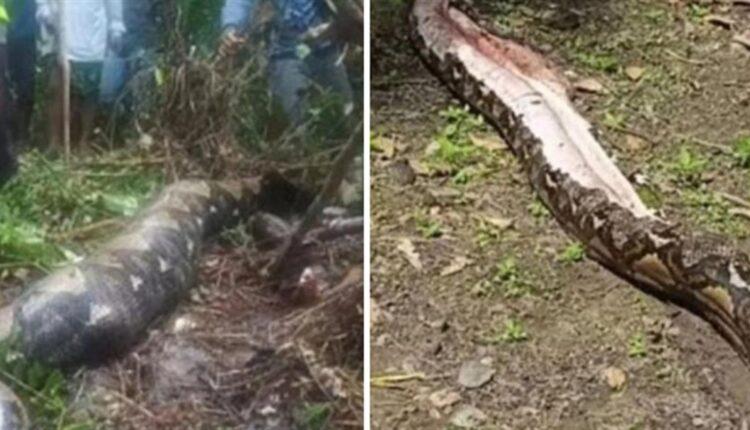 Σοκ στην Ινδονησία: Πύθωνας κατάπιε 54χρονη γυναίκα – Άνοιξαν το φίδι και την βρήκαν μέσα (VIDEO)