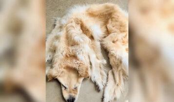 Οικογένεια μετέτρεψε τον νεκρό σκύλο της σε χαλάκι (ΦΩΤΟ)