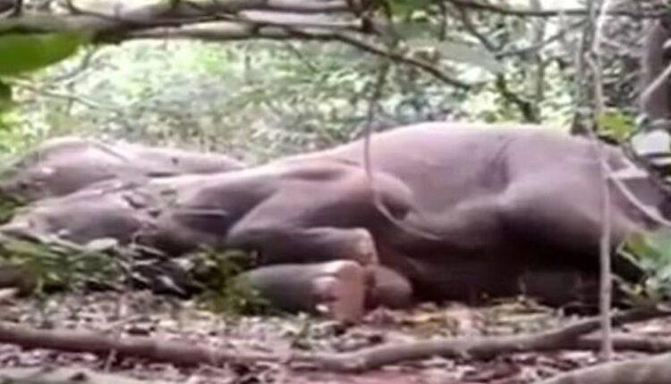 Μεθυσμένοι ελέφαντες έπεσαν ξεροί - Ηπιαν τα ποτά που άφησαν οι χωριανοί