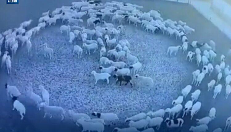 Κίνα: Αυτή είναι η εξήγηση για τα πρόβατα που έκαναν κύκλους για 12 συνεχόμενες ημέρες!