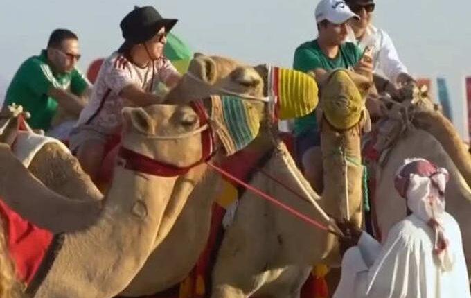 «Χτυπούν» υπερωρίες οι καμήλες με τους τουρίστες στο Κατάρ (VIDEO)