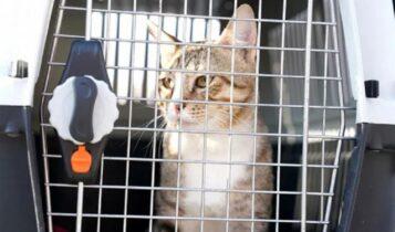 Γουόκερ και Στόουνς υιοθέτησαν τη γάτα από το προπονητικό κέντρο της Αγγλίας στο Κατάρ