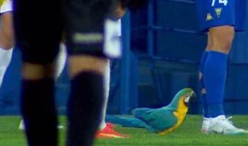 Παπαγάλος «μπούκαρε» στο γήπεδο και διέκοψε το Εστορίλ-Αμαδόρα (VIDEO)