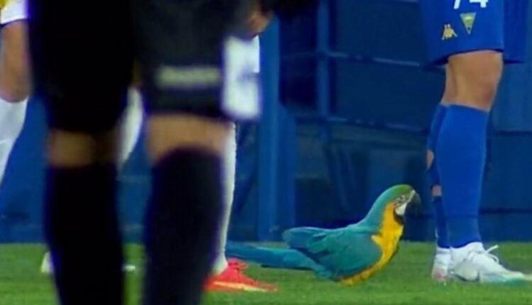 Παπαγάλος «μπούκαρε» στο γήπεδο και διέκοψε το Εστορίλ-Αμαδόρα (VIDEO)