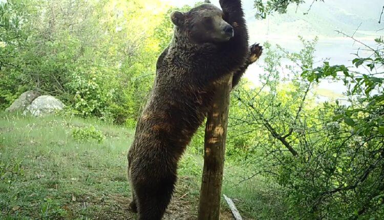Αρκούδα κάνει pole dancing και τρελαίνει κόσμο – Απίστευτο VIDEO