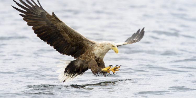 Απίστευτη λήψη: Η στιγμή που αετός βγαίνει απ’ τη θάλασσα (VIDEO)