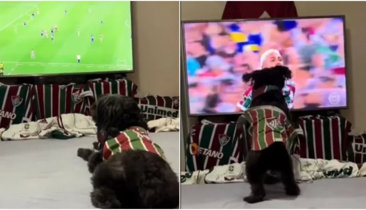 Φλουμινένσε: Σκύλος πανηγυρίζει με την ψυχή του το νικητήριο γκολ της ομάδας (VIDEO)