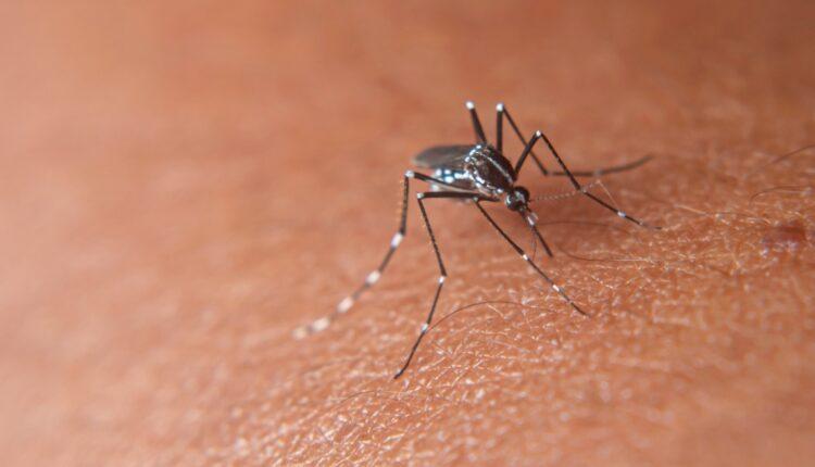Κλιματική κρίση: Τα κουνούπια είναι ακόμη εδώ – Τι αναφέρει νέα έκθεση του ΟΗΕ