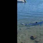 Απίστευτα VIDEO: Καρχαρίας έκανε βόλτες στη μαρίνα Γλυφάδας!