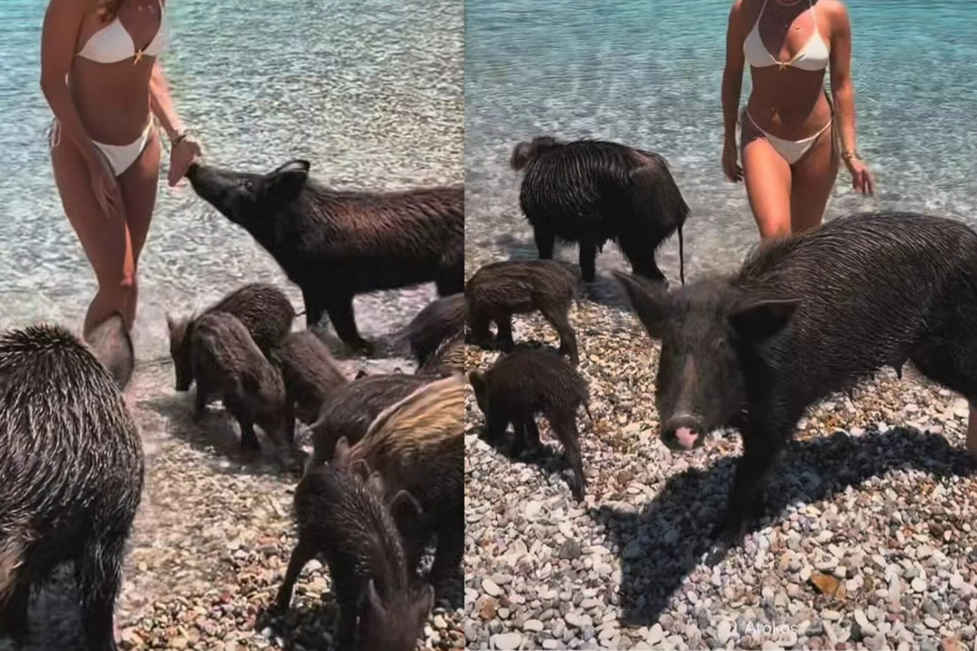 Ελληνίδα ηθοποιός κολύμπησε δίπλα σε αγριογούρουνα (ΦΩΤΟ)